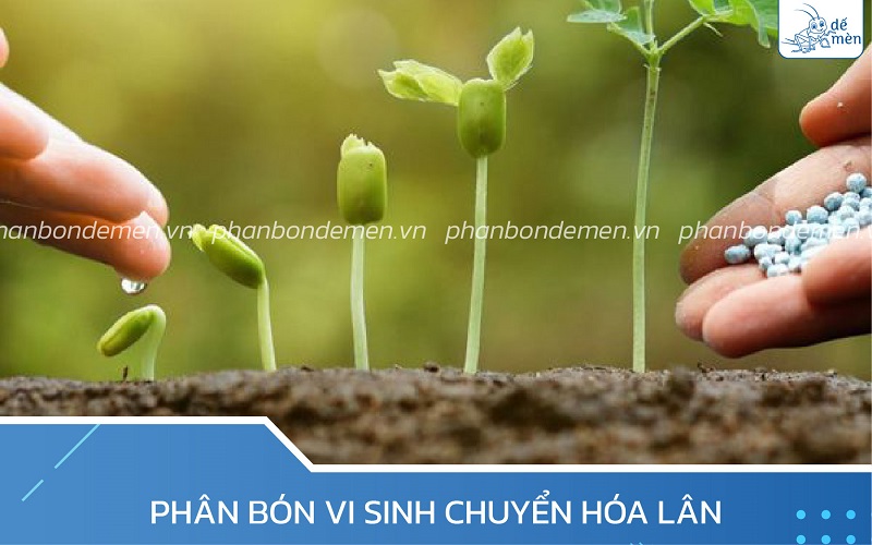 Phân bón vi sinh chuyển hóa lân