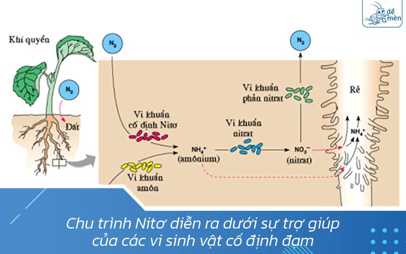 Chu trình chuyển hóa nitơ trong đất