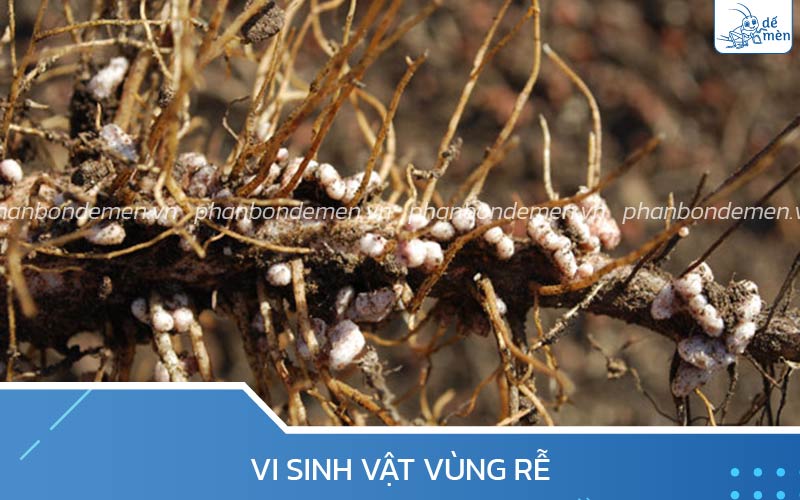 Vi sinh vật vùng rễ