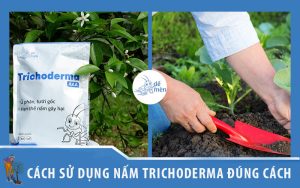 Cách sử dụng nấm Trichoderma đúng cách cho hiệu quả cao nhất