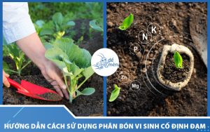 cach-su-dung-phan-bon-vi-sinh-co-dinh-dam