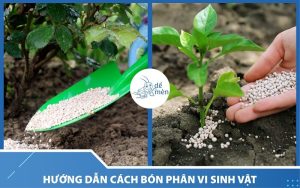 Hướng dẫn cách bón phân vi sinh vật cho năng suất cao nhất