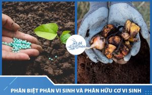 Cách nhận biết phân bón vi sinh và phân bón hữu cơ vi sinh