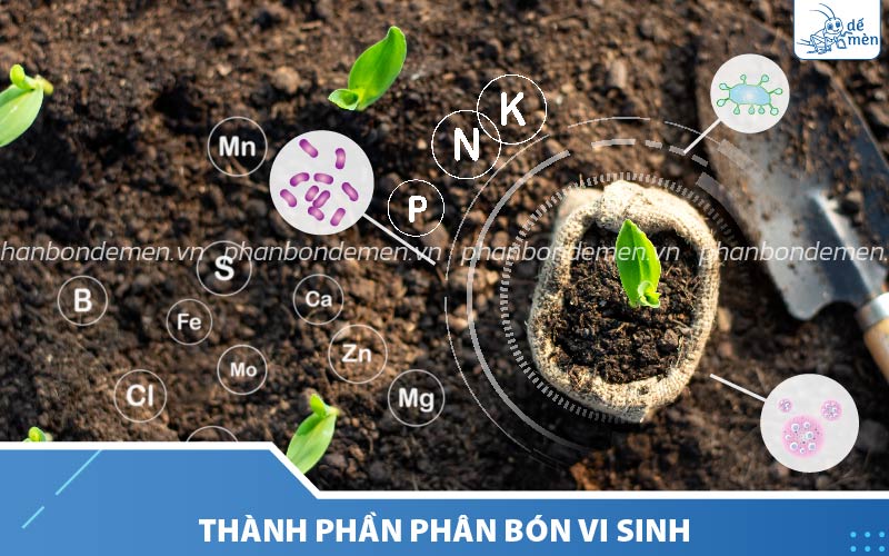 Phân bón vi sinh chứa các VSV như VSV cố định đạm, chuyển hóa lân