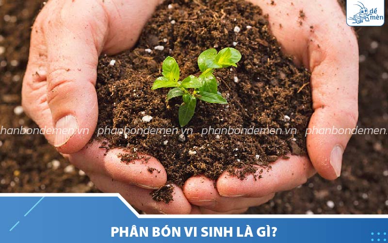 Phân bón vi sinh chứa vi sinh vật có lợi