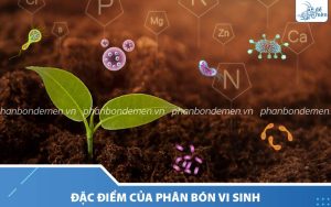 Phân bón vi sinh là gì? Những đặc điểm của phân vi sinh cần phải biết