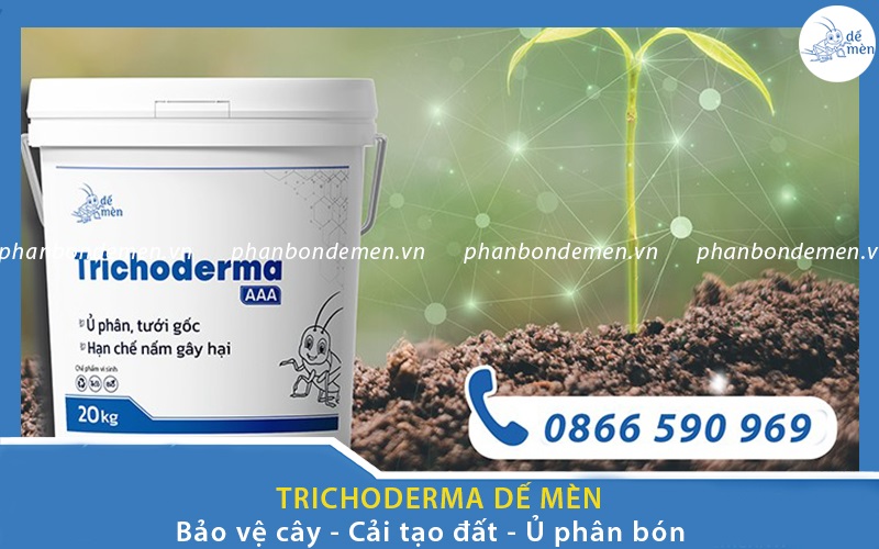 phong-tru-nam-benh-cho-cay-bang-nam-trichoderma-2