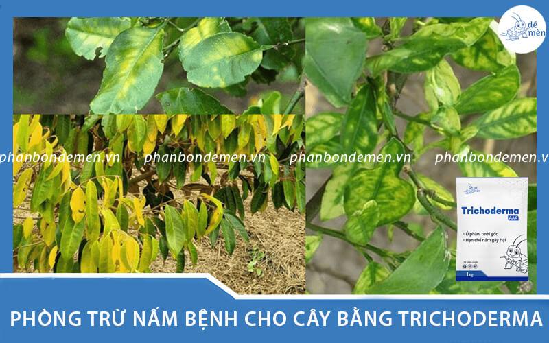 phong-tru-nam-benh-cho-cay-bang-nam-trichoderma