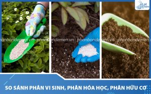 So sánh phân bón vi sinh với phân bón hóa học và phân hữu cơ