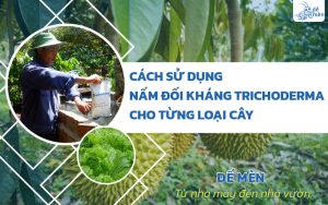 Cách sử dụng nấm đối kháng Trichoderma cho từng loại cây trồng