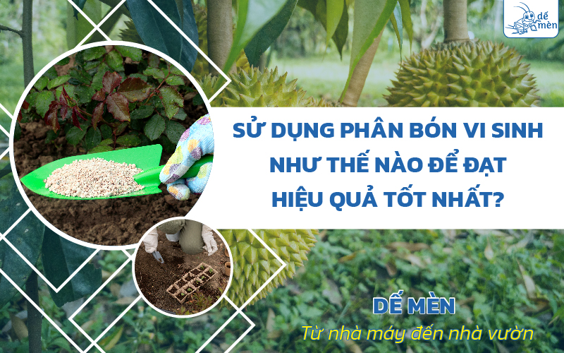 Sử dụng phân bón vi sinh như thế nào để đạt hiệu quả tốt nhất?