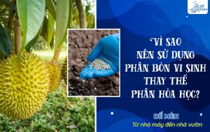 Vì sao nên sử dụng phân bón vi sinh thay thế phân hóa học?