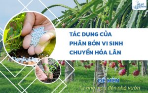 Tìm hiểu tác dụng của phân bón vi sinh chuyển hóa lân đối với cây trồng