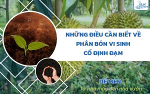 Những điều cần biết về phân bón vi sinh cố định đạm