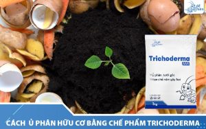 u-phan-huu-co-voi-che-pham-trichoderma