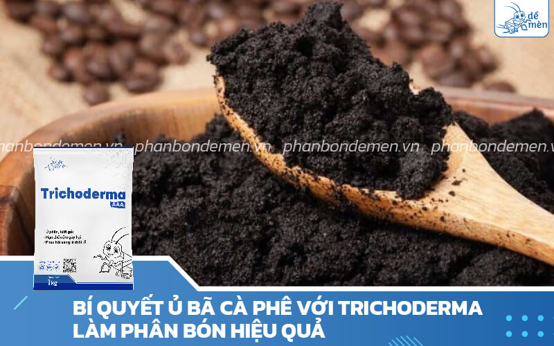 bi-quyet-u-ba-ca-phe-voi-trichoderma