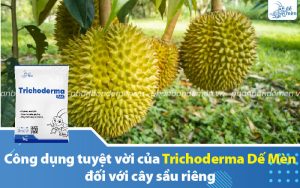 cong-dung-cua-trichoderma-de-men-voi-sau-rieng