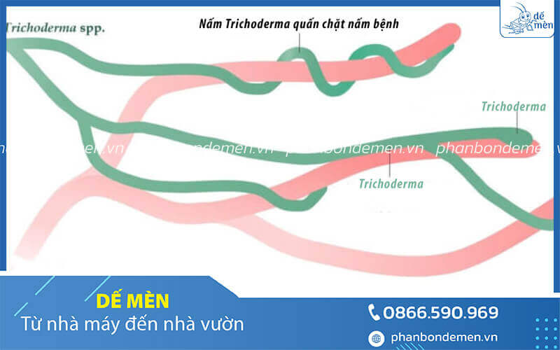 mua-nam-trichoderma-o-dau-2