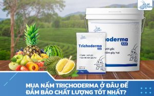 mua-nam-trichoderma-o-dau