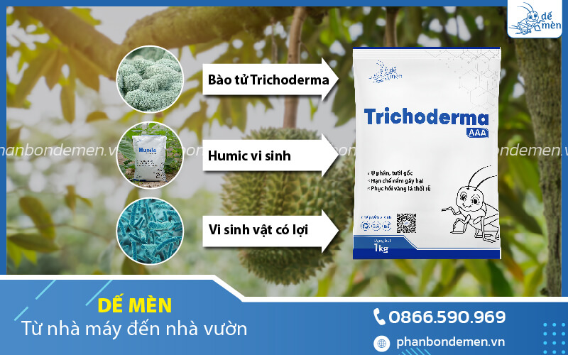 mua-nam-trichoderma-o-dau-6