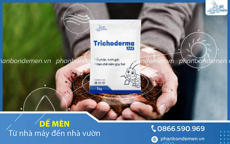 mua-nam-trichoderma-o-dau-7