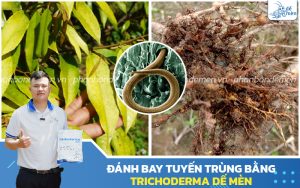 phong-tri-benh-tuyen-trung-bang-trichoderma-de-men