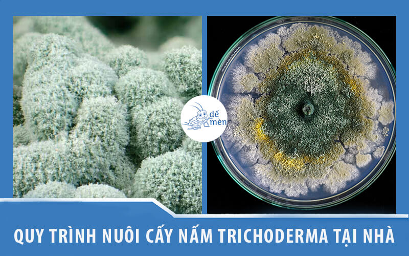 quy-trinh-nuoi-cay-nam-trichoderma-tai-nha