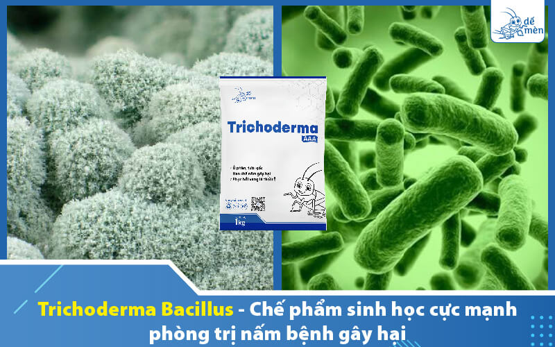 trichoderma-bacillus-phong-tri-nam-benh