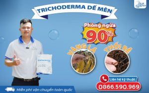 trichoderma-de-men-la-che-pham-cao-cap