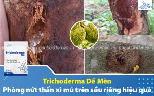 trichoderma-de-men-phong-nut-than-xi-mu-tren-sau-rieng