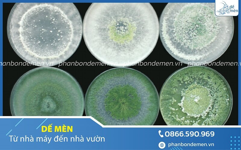 trichoderma-de-men-phong-vang-la-thoi-re-sau-rieng-1