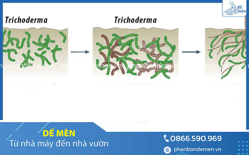 trichoderma-de-men-phong-vang-la-thoi-re-sau-rieng-3