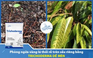 trichoderma-de-men-phong-vang-la-thoi-re-sau-rieng