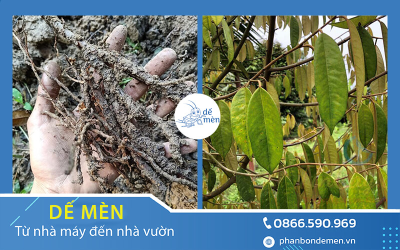 trichoderma-de-men-phong-vang-la-thoi-re-sau-rieng-4