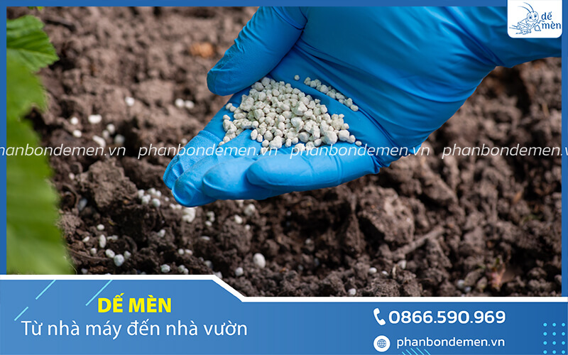 trichoderma-de-men-phong-vang-la-thoi-re-sau-rieng-6