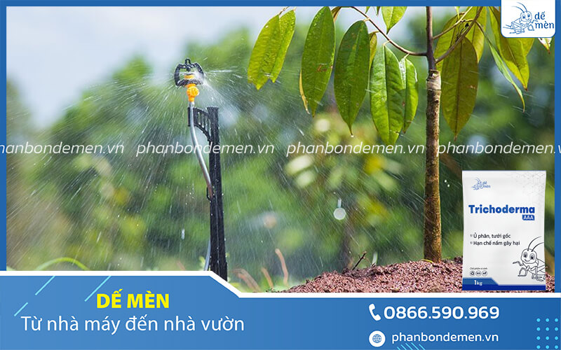 trichoderma-de-men-phong-vang-la-thoi-re-sau-rieng-9