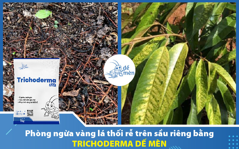 trichoderma-de-men-phong-vang-la-thoi-re-sau-rieng