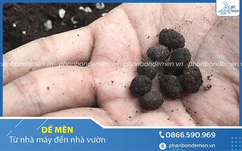 u-phan-de-bang-trichoderma-de-men-1