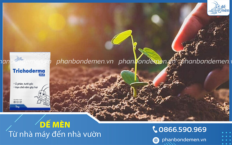 u-phan-de-bang-trichoderma-de-men-3