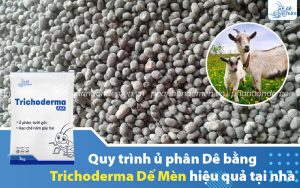 u-phan-de-bang-trichoderma-de-men