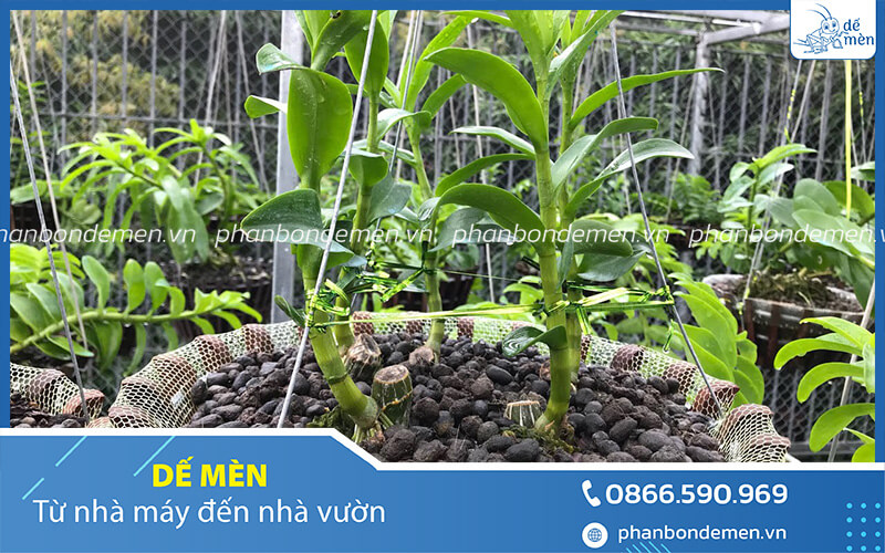 u-phan-de-bang-trichoderma-de-men-4