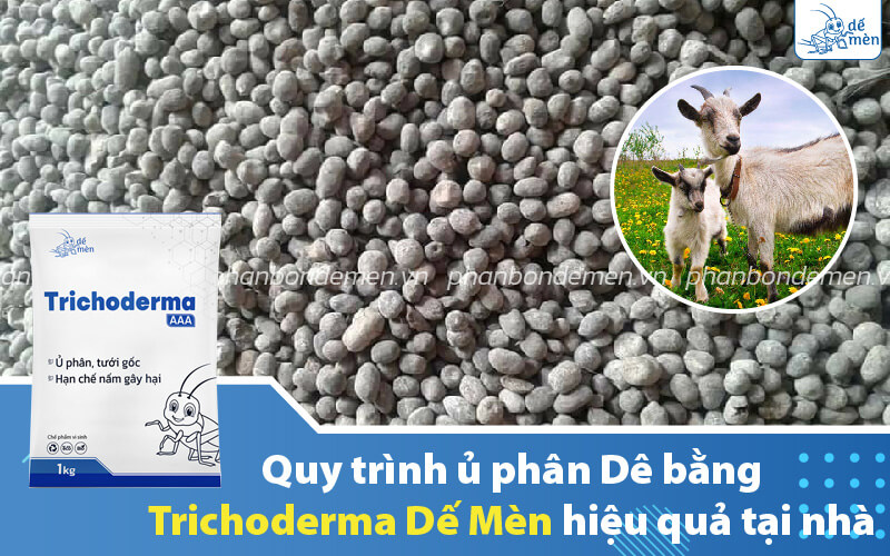 u-phan-de-bang-trichoderma-de-men