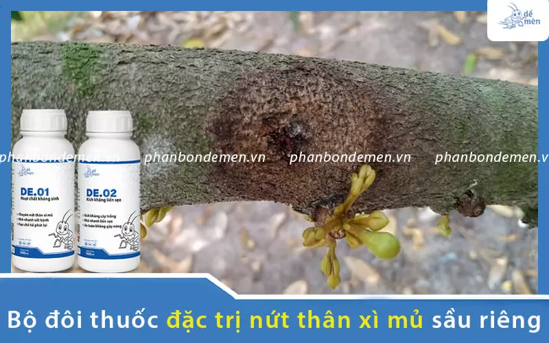 bo-doi-thuoc-dac-tri-nut-than-xi-mu-sau-rieng