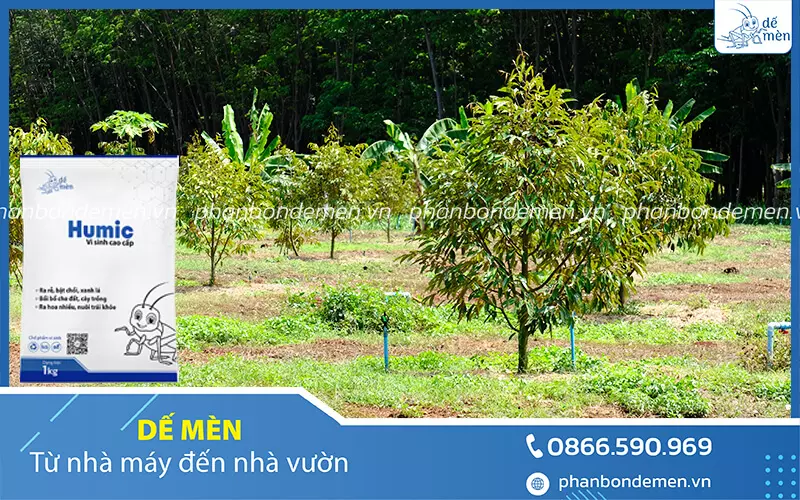 cach-bon-humic-de-men-cho-cay-sau-rieng-1