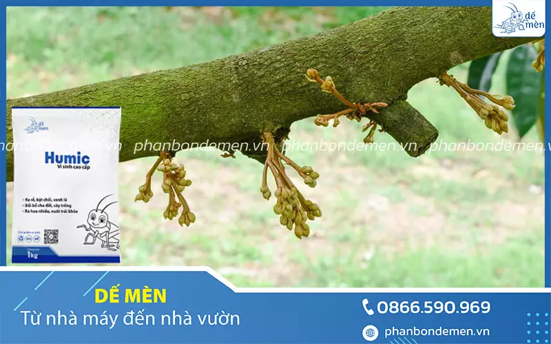 cach-bon-humic-de-men-cho-cay-sau-rieng-2