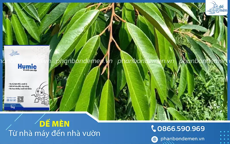 cach-bon-humic-de-men-cho-cay-sau-rieng-3