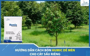 cach-bon-humic-de-men-cho-cay-sau-rieng