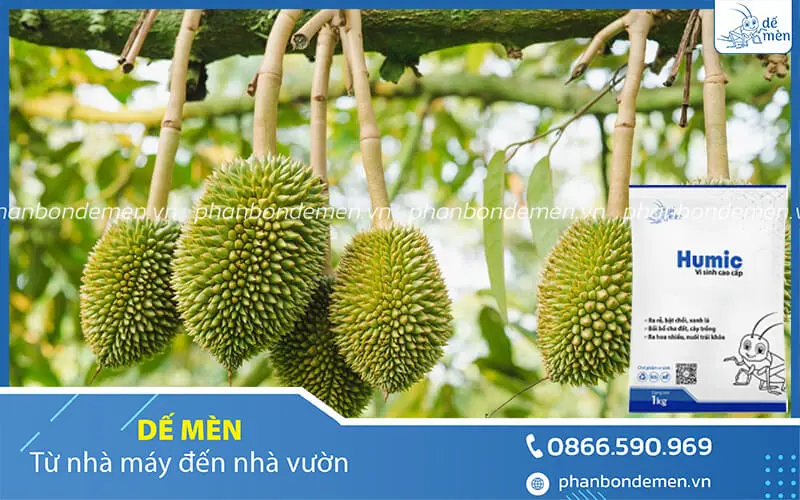 cach-bon-humic-de-men-cho-cay-sau-rieng-4