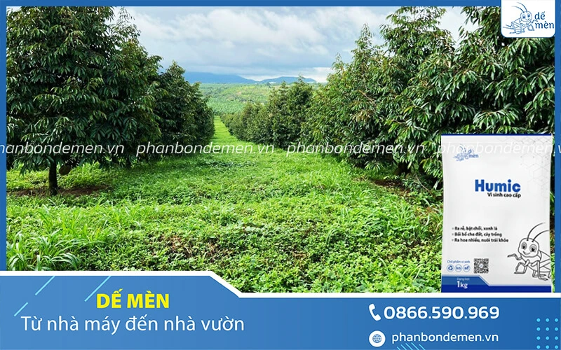 cach-bon-humic-de-men-cho-cay-sau-rieng-5