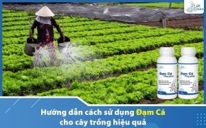 cach-su-dung-phan-dam-ca